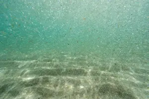 Deep Diver Prints: Underwater floating particles of sand. High quality photo