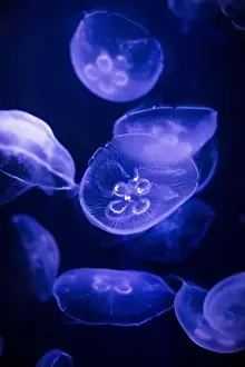 Gills Prints: underwater image of jellyfishes