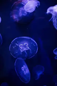 Gills Prints: underwater image of jellyfishes