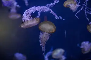 Gills Prints: underwater image of jellyfishes