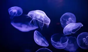 Gills Prints: underwater image of jellyfishes