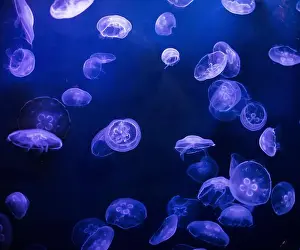 Gills Prints: underwater image of jellyfishes