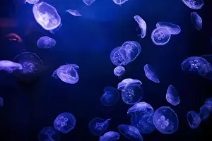 Gills Prints: underwater image of jellyfishes