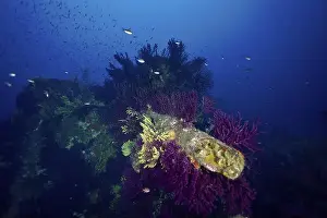 Unkempt Prints: Underwater image of a wreck, overgrown with colourful corals