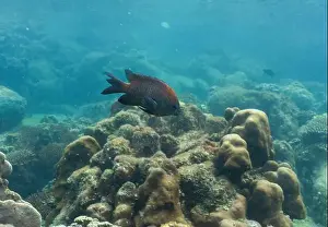 Coral Reef Fish Prints: underwater landscape of a coral reef with colorful exotic fish
