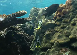 Coral Reef Fish Prints: underwater landscape of a coral reef with colorful exotic fish