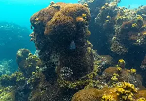 Coral Reef Fish Prints: underwater landscape of a coral reef with colorful exotic fish