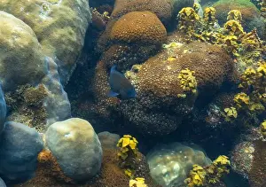 Coral Reef Fish Prints: underwater landscape of a coral reef with colorful exotic fish