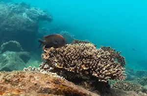 Coral Reef Fish Prints: underwater landscape of a coral reef with colorful exotic fish
