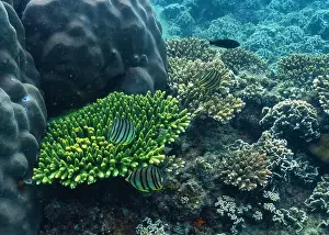 Fish Reef Prints: underwater landscape of a coral reef with colorful exotic fish