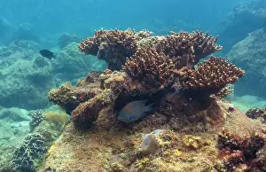Fish Reef Prints: underwater landscape of a coral reef with colorful exotic fish