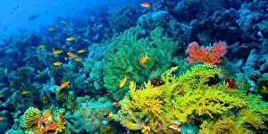 The Nature Conservancy Prints: Underwater Landscape, Reef Building Corals, Coral Reef, Red Sea, Egypt, Africa