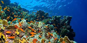 The Nature Conservancy Prints: Underwater Landscape, Reef Building Corals, Coral Reef, Red Sea, Egypt, Africa