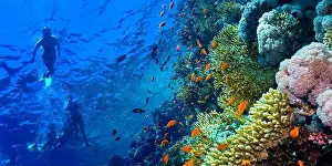 Red Sea Prints: Underwater Landscape, Reef Building Corals, Coral Reef, Red Sea, Egypt, Africa