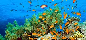 Red Sea Prints: Underwater Landscape, Reef Building Corals, Coral Reef, Red Sea, Egypt, Africa
