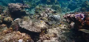 Schooling Fish Prints: Underwater landscape with vibrant coral reefs