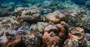 Schooling Fish Prints: Underwater landscape with vibrant hard coral reefs