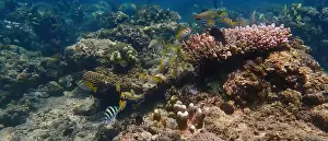 Schooling Fish Prints: Underwater landscape with vibrant hard coral reefs