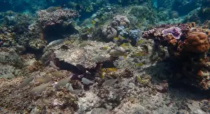 Schooling Fish Prints: Underwater landscape with vibrant hard coral reefs