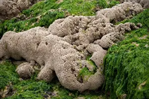 Mussels Prints: Underwater life in Arcachon bay
