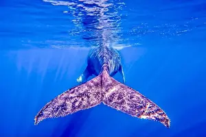 Cetacean Prints: Underwater life of mayotte lagoon