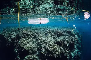 Plastic Bag Prints: Underwater ocean with plastic and plastic bags, ecological problem