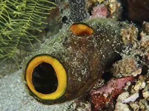 Underwater organism resembling a tube with orange-coloured openings