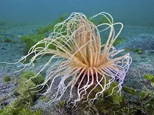 Filigree Prints: Underwater photo of a filigree cylinder rose (Cerianthus filiformis) with spreading tentacles