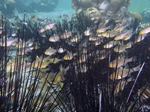 Spines Prints: Underwater photo with fish, bannerfin cardinalfish (Ostorhinchus hoevenii) swimming between sea urchins