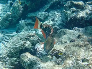 Reality Prints: Underwater photo of Stoplight parrotfish (Sparisoma viride) in the initial phase beeing either male or female