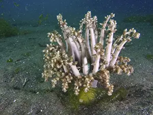 Cala Prints: Underwater photo of tree anemone