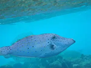 Generic Prints: Underwater photography of a Broomtail filefish (Aluterus scriptus) in tropical waters