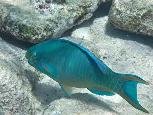 Ray Finned Prints: Underwater photography of a Queen parrotfish (Scarus vetula) in the Caribbean Sea