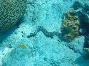 Gymnothorax Prints: Underwater photography of a Spotted moray eel (Gymnothorax moringa) in the Caribbean Sea