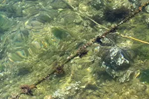 Simuni Prints: Underwater rope overgrown with sea creatures, algae and grass