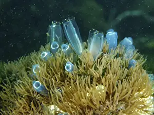 Cala Prints: Underwater scene with Blue Sea Squirt (Clavelina cyclus) and marine plants in the ocean