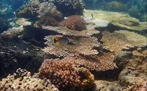 Marine Habitat Prints: Underwater scene of colorful coral reefs