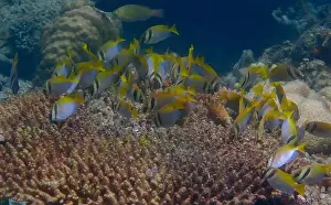 Schooling Fish Prints: Underwater scene of coral fish swimming and feeding on algae over dead branching coral reef