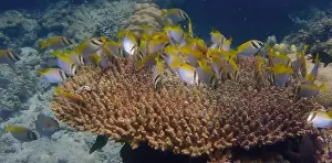 Schooling Fish Prints: Underwater scene of coral fish swimming and feeding on algae over dead branching coral reef