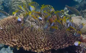 Schooling Fish Prints: Underwater scene of coral fish swimming and feeding on algae over dead branching coral reef