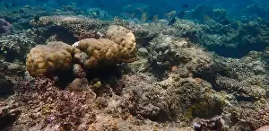 Schooling Fish Prints: Underwater scene with hard corals