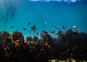 Beneath Prints: An underwater scene of a kelp forest in clear water with fish swimming through the leaves