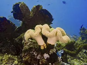 Plain Colored Background Prints: Underwater scene with mushroom leather coral (Sarcophyton glaucum) and marine plants against a blue background