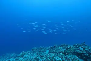Marsa Alam Underwater Prints: Underwater scene with reef and fishes in blue, Abu Dabab, Marsa Alam area, Red Sea, Egypt