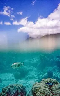 Marine Ecosystem Prints: An underwater scene showcasing a striped fish swimming above a coral reef with a cloudy sky visible above