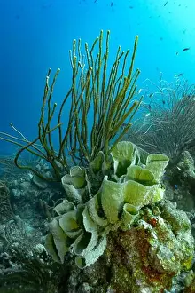 Coral Formation Prints: Underwater scenery of a colorful coral reef in Bonaire with diverse coral formations