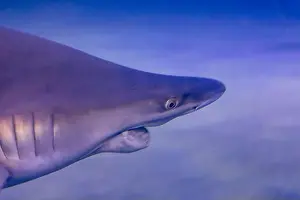 Aquatic Life Prints: Underwater Shark Encounter: Captivating Marine Wildlife