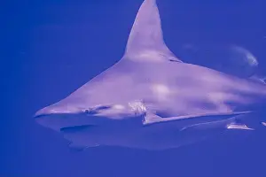 Aquatic Life Prints: Underwater Shark Encounter: Captivating Marine Wildlife