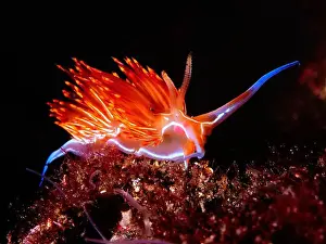 Slug Prints: Underwater shot of a seaslug (Dondice banyulesis)