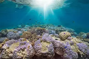 Sunbeams Prints: Underwater sunlight on a coral reef with tropical fish in the south Pacific ocean
